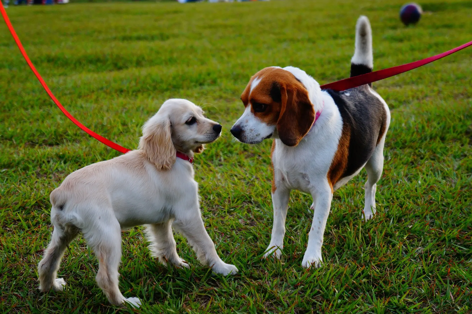durable collars for dogs